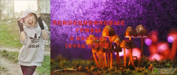 шишки Абаза