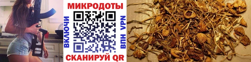 Галлюциногенные грибы Psilocybe  Советский 